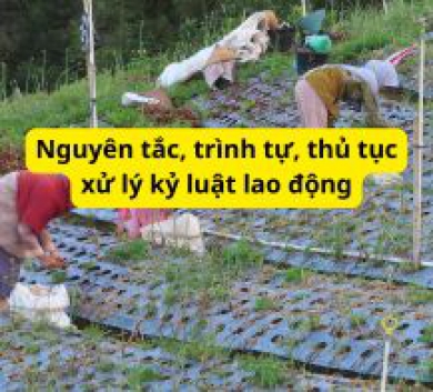 Nguyên tắc, trình tự, thủ tục xử lý kỷ luật lao động